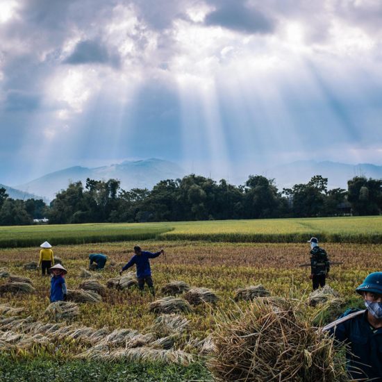 Travail dans les champs à Nghia Lo, Vietnam