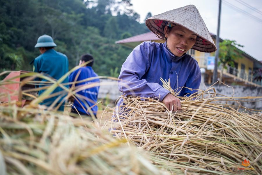 Recolte du riz, Hoang Su Phi, Province de Ha Giang, Vietnam