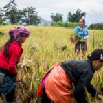 Femmes ramassant le riz dans la région de Sapa, Vietnam