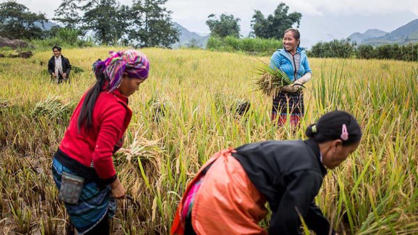 Récolte du riz à Sapa, Vietnam