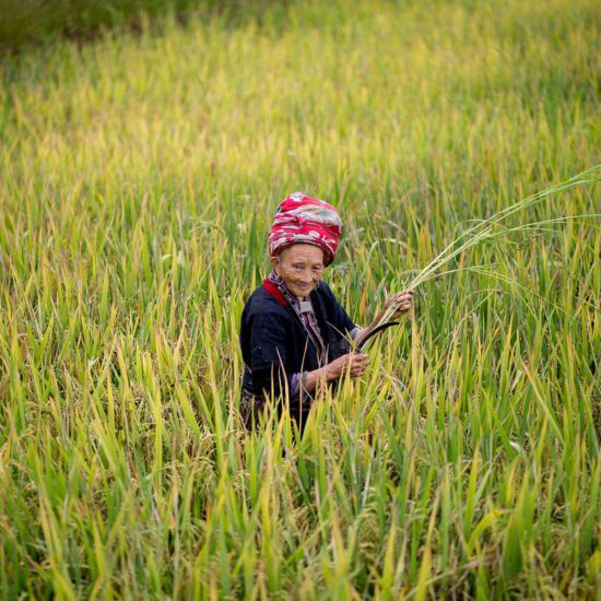 Femme Dao dans les environs de Sapa
