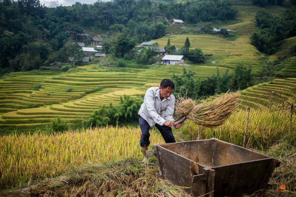 Villageois dans les environs de Sapa récoltant le riz de manière non mécanisée, Vietnam