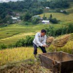 Villageois dans les environs de Sapa récoltant le riz de manière non mécanisée, Vietnam