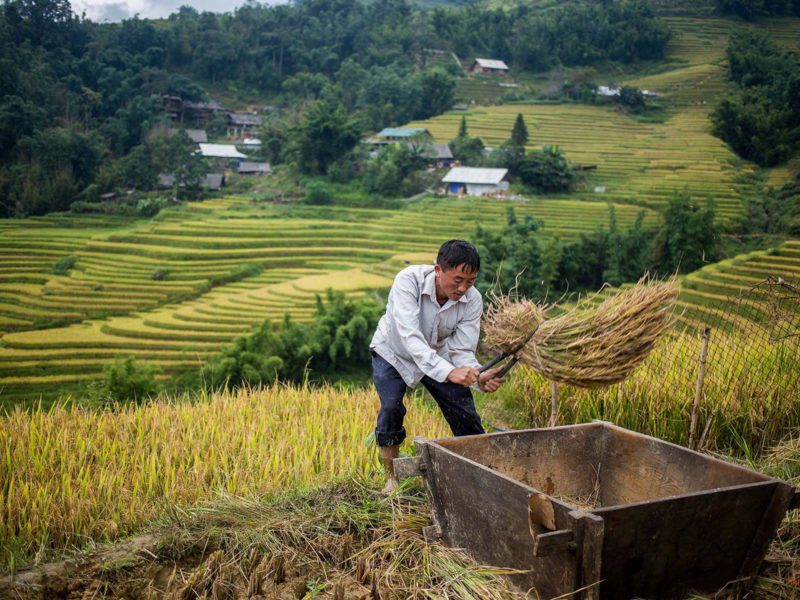 Villageois dans les environs de Sapa récoltant le riz de manière non mécanisée, Vietnam