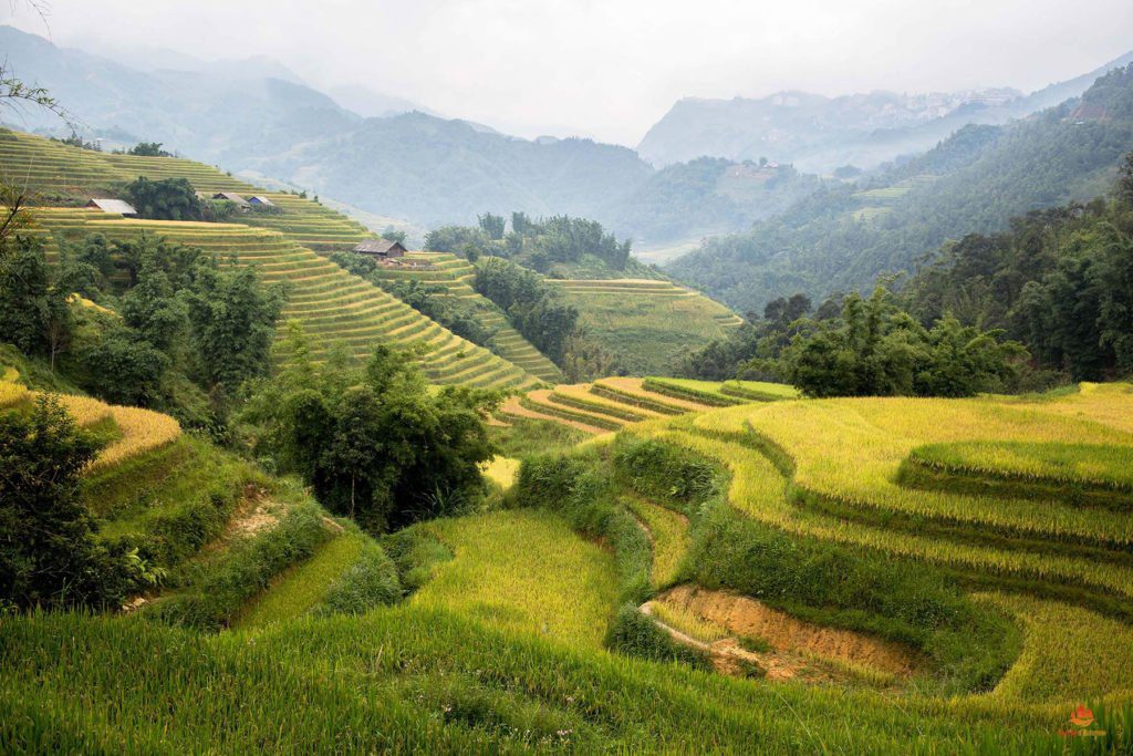 Rizières en terrasse dans les environs de Sapa, Vietnam