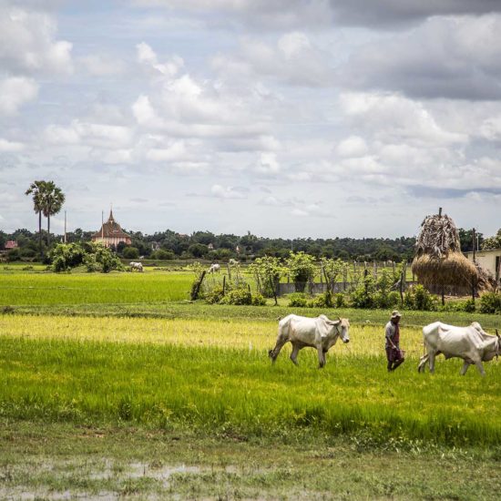 Homme et ses vaches marchant dans la campagne cambodgienne luxuriante