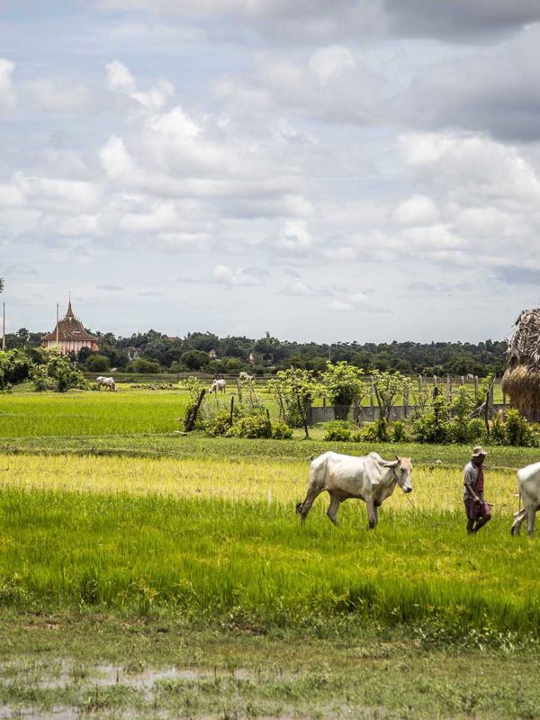 Homme et ses vaches marchant dans la campagne cambodgienne luxuriante