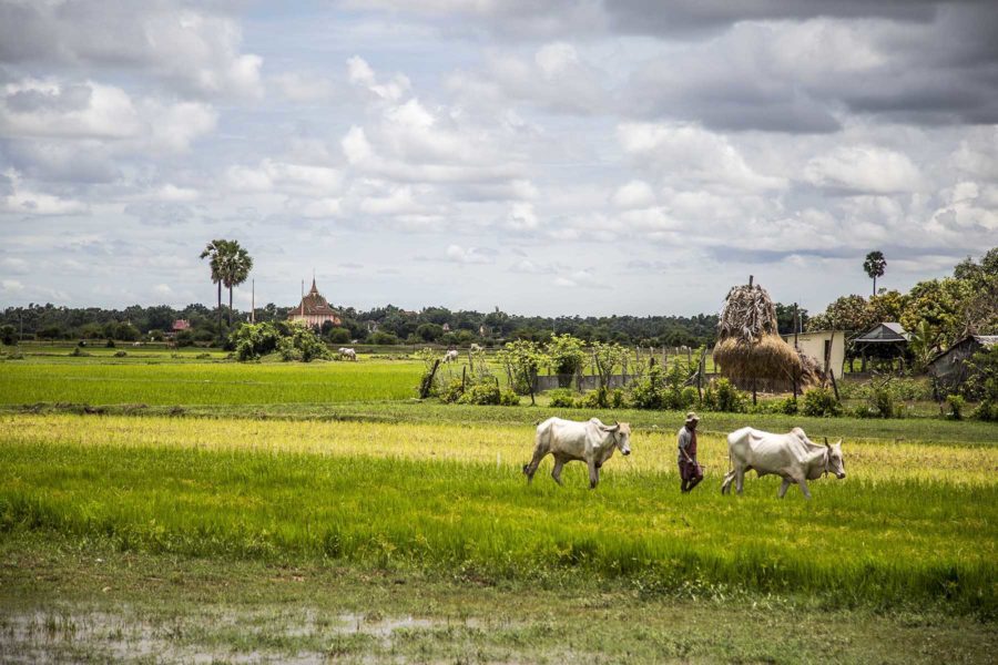Homme et ses vaches marchant dans la campagne cambodgienne luxuriante