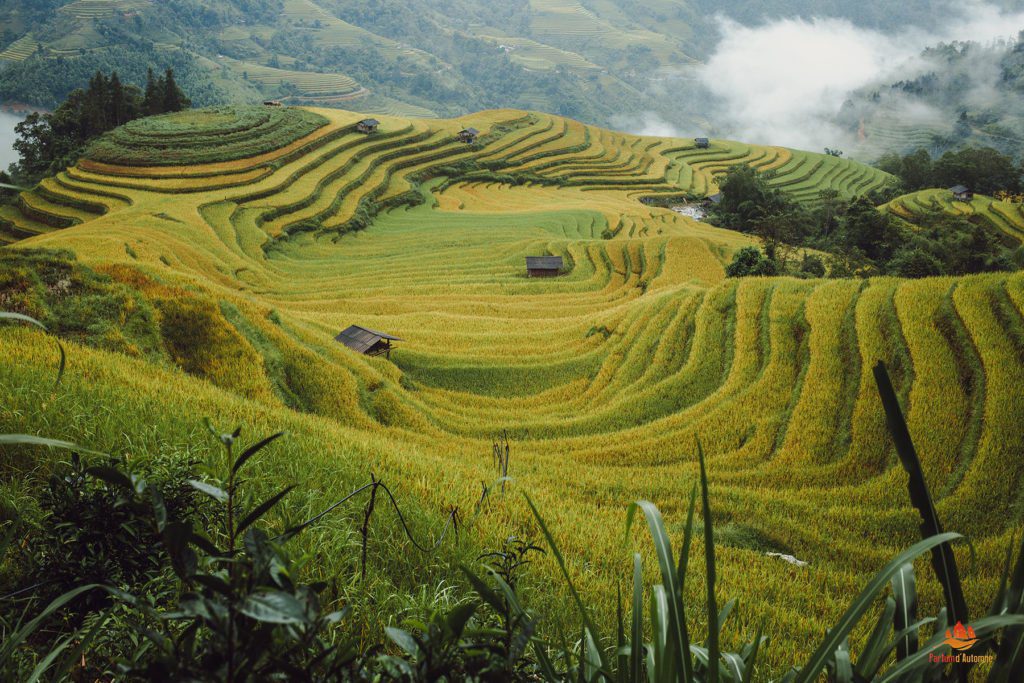 Photo rizière en terrasse de Hoang Su Phi, Vietnam