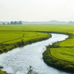 Rivière au milieu des champs de riz au Vietnam