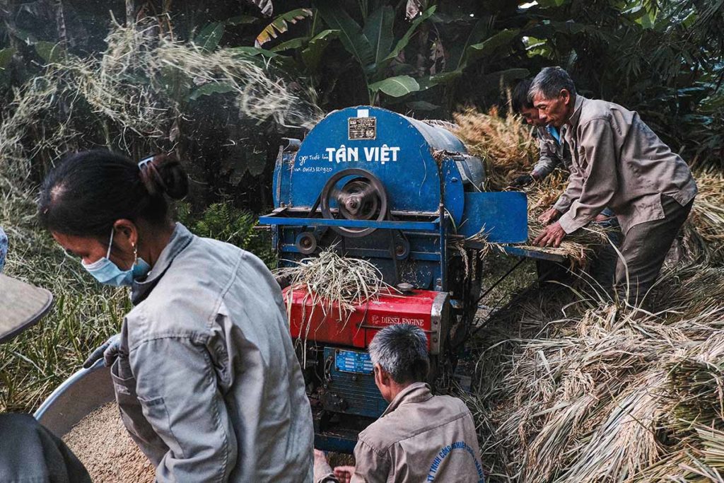 Villageois en train d'extraire les grains de riz