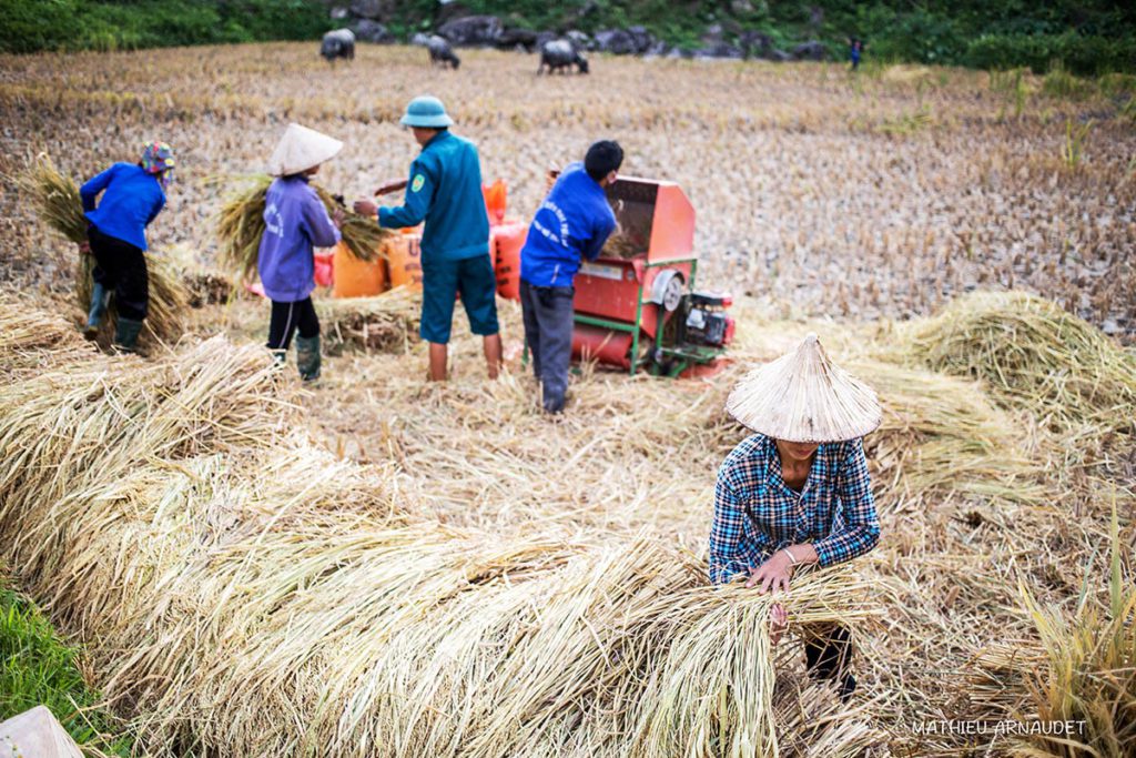 Saison de la récolte à Hoang Su Phi