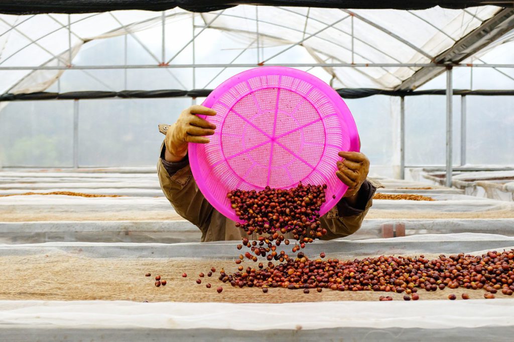 Producteur de graines de café au Vietnam