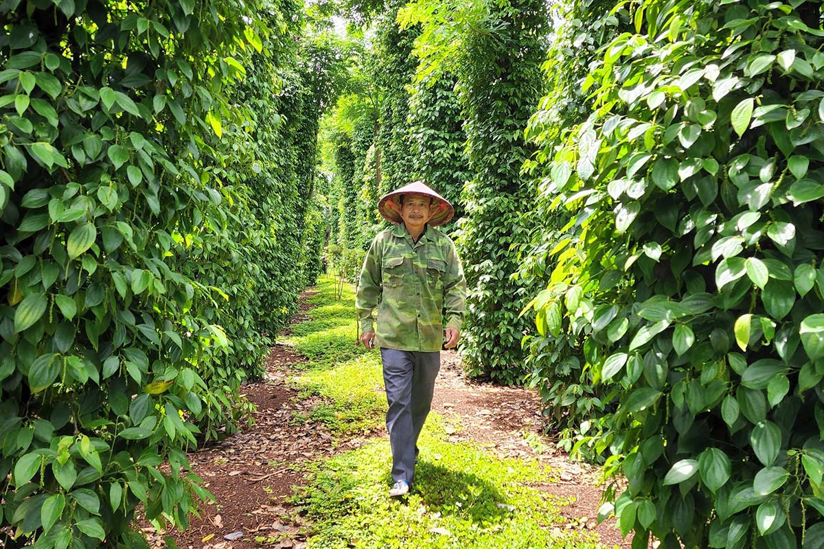 Culture poivre au Vietnam