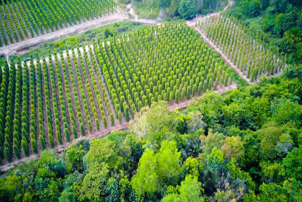 Plantation de poivre de Phu Quoc