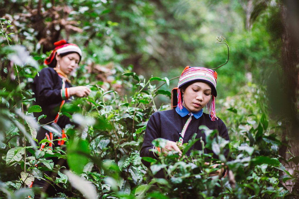 Femmes Dao Rouge en train de récolter les feuilles de thé Shan Tuyet