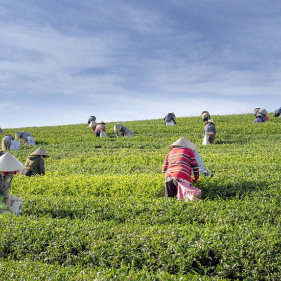 Femmes dans un champs de thé au Vietnam