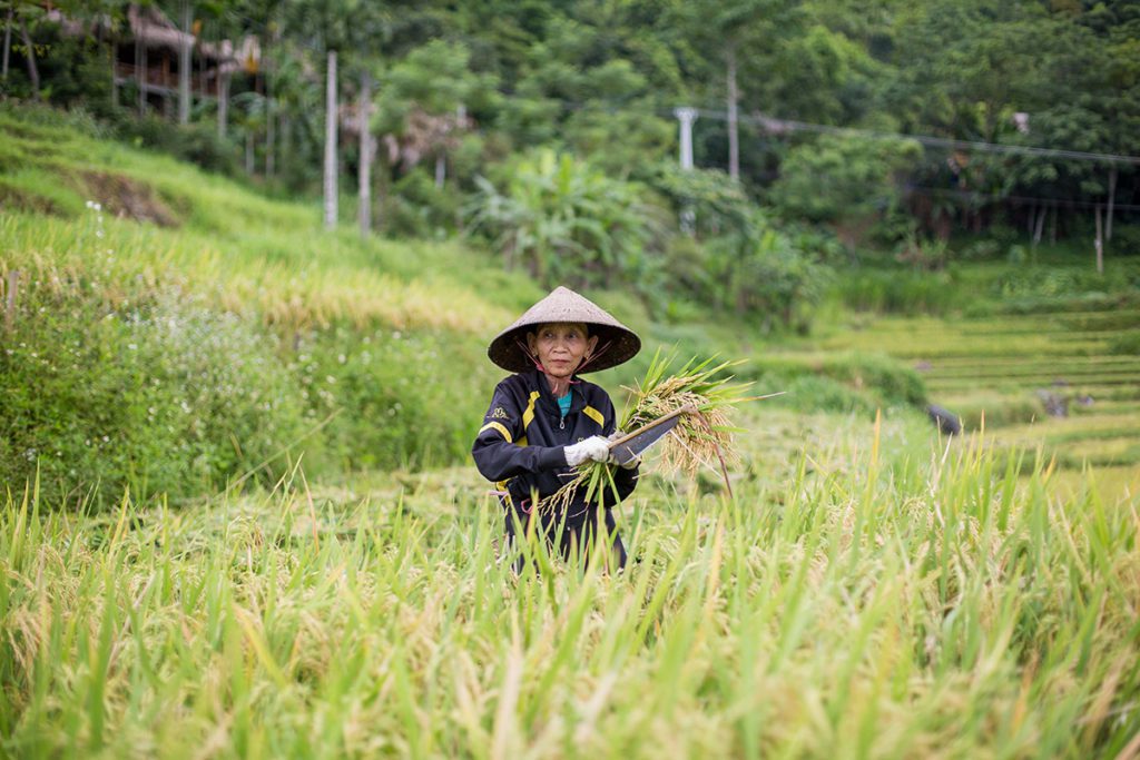 Femme Thai au moment de la récolte à Pu Luong