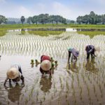 Travail dans les rizières Vietnam