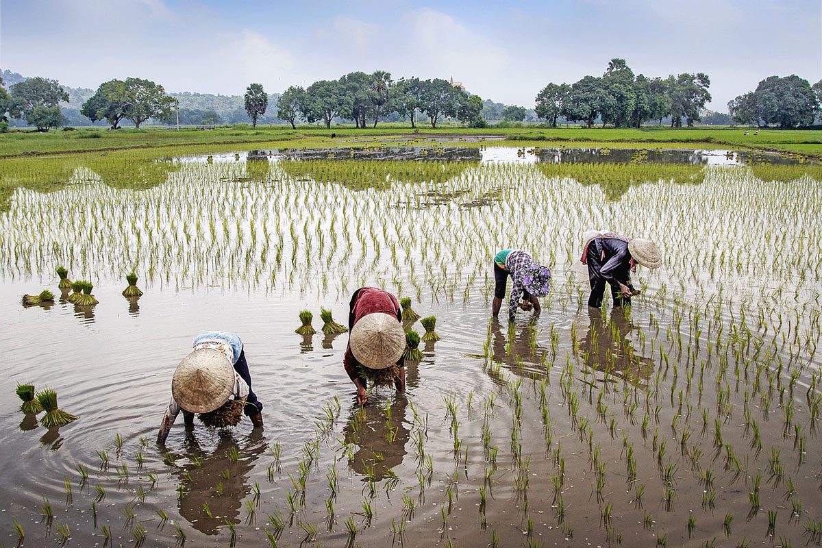 Travail dans les rizières Vietnam