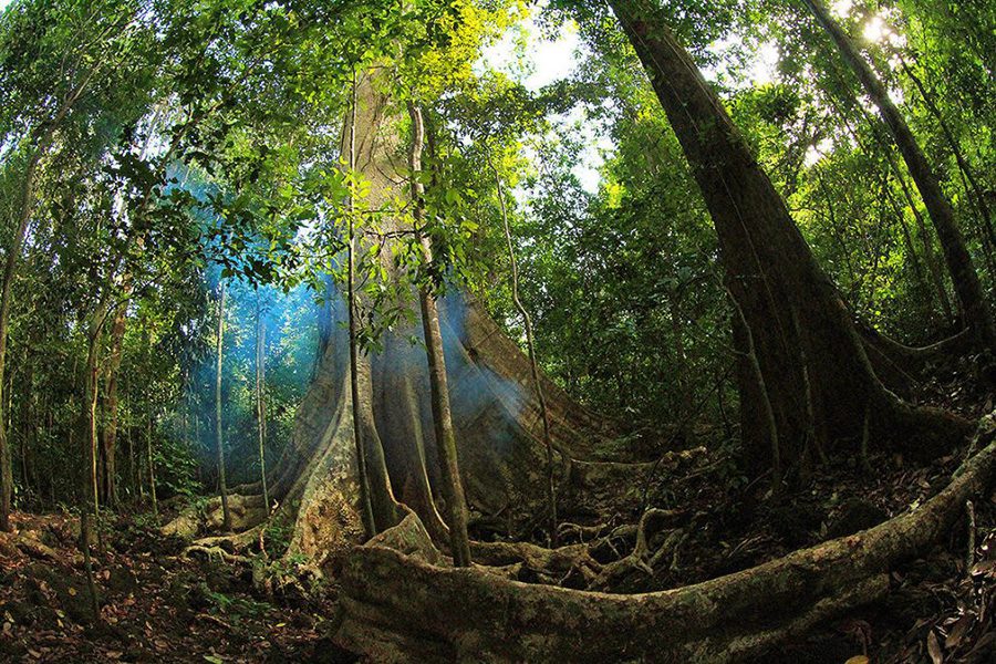 L'arbre géant Tung dans le parc national de Cat Tien