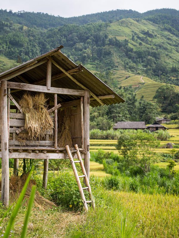 Rice fields in Hoang Su Phi, Vietnam