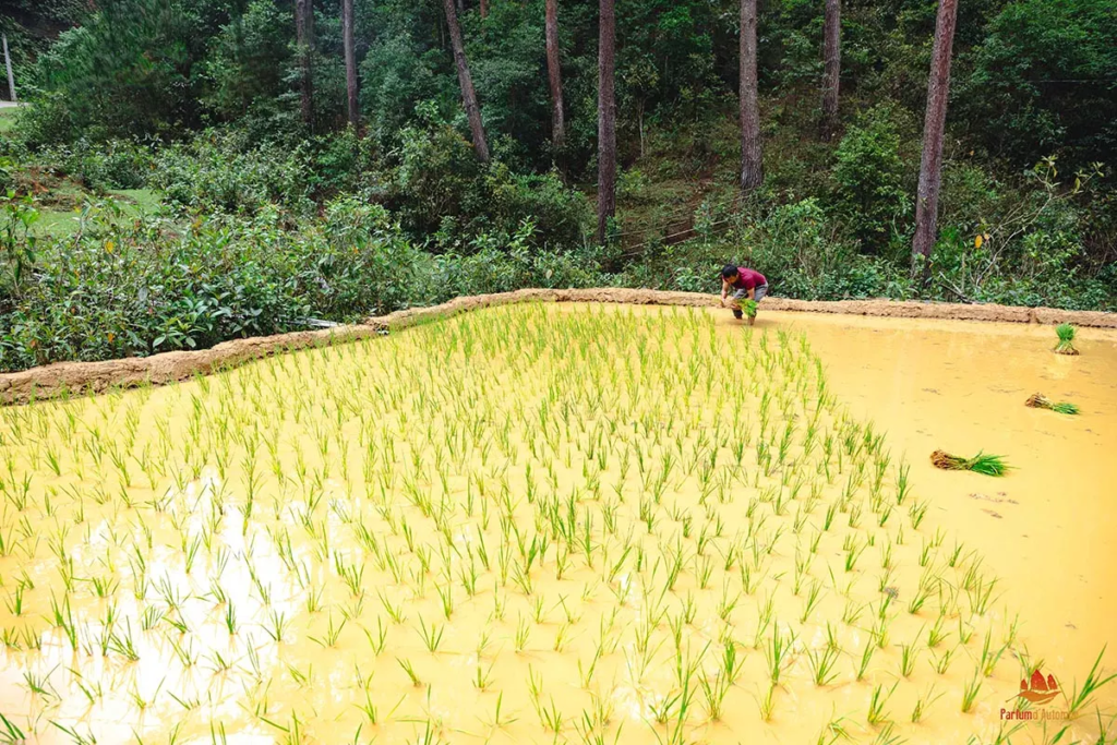 Un villageois plantant le riz sur sa parcelle à Mu Cang Chai