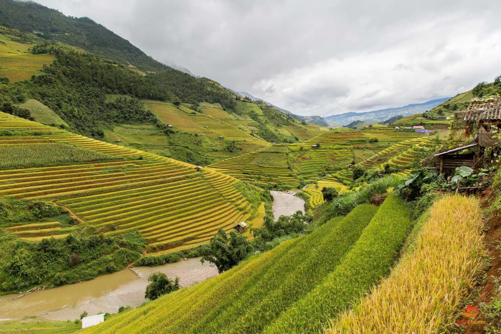 Rizières de Mu Cang Chai à l'approche de la récolte