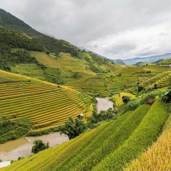 Rizières de Mu Cang Chai à l'approche de la récolte