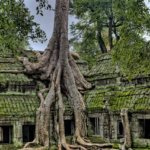 Angkor temple literally overgrown by trees and vegetation