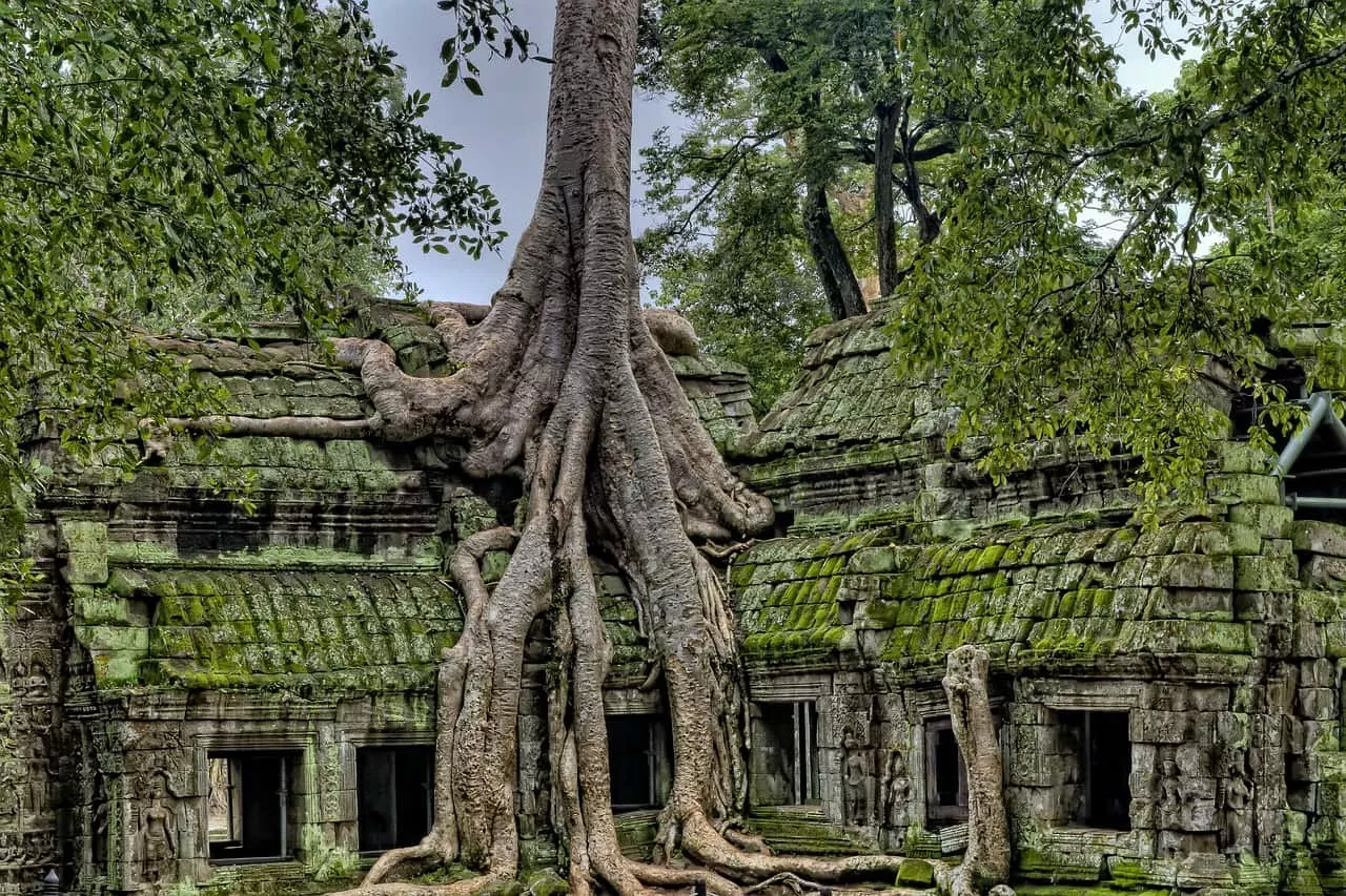 Angkor temple literally overgrown by trees and vegetation