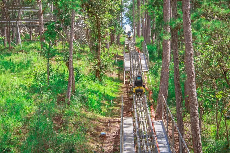 Vue de la luge de montagne dans la forêt de pins de Dalat