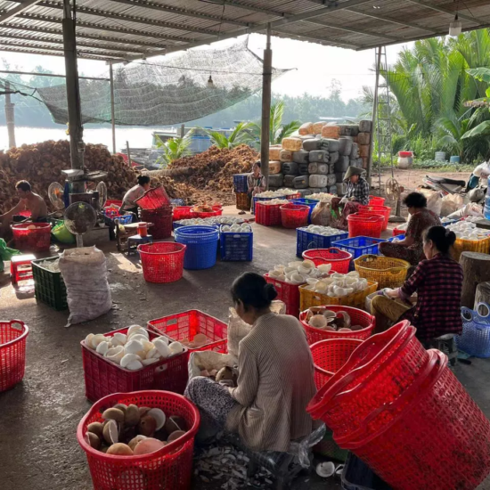 Atelier de préparation de la noix de coco dans le delta du Mékong