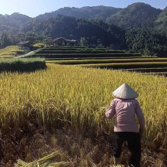 Femme travaillant dans les rizières à Hoang Su Phi pendant la récolte