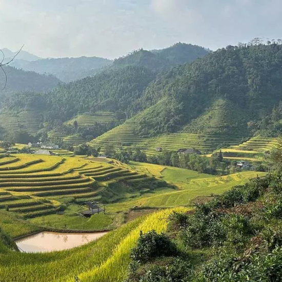 Vue sur les rizières de Hoang Su Phi avant la récolte