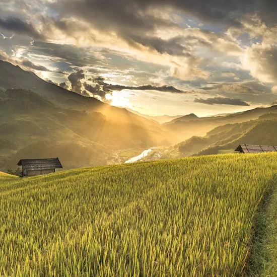 Champs de riz dorés à l'approche de la récolte de Mu Cang Chai