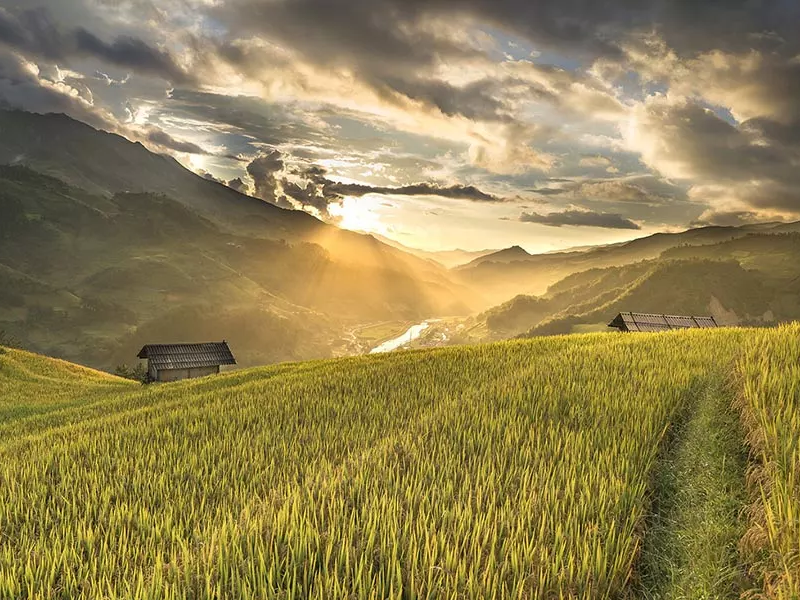 Champs de riz dorés à l'approche de la récolte de Mu Cang Chai