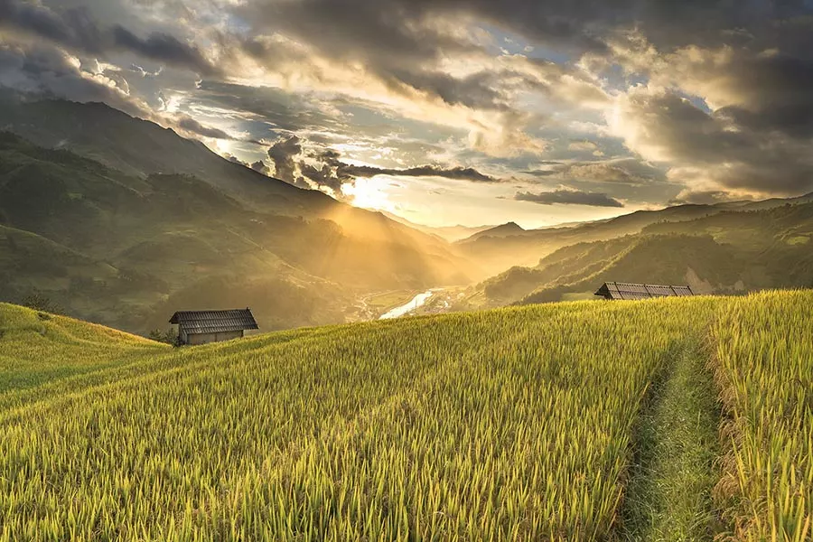 Champs de riz dorés à l'approche de la récolte de Mu Cang Chai