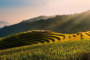 Villageois se promenant dans les magnifiques rizières en terrasse à l'approche de la récolte, Nord Vietnam