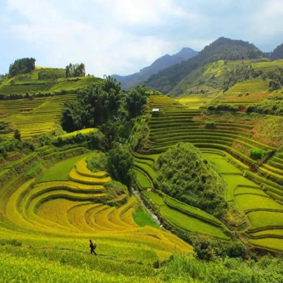 Les rizières en terrasse spectaculaires de Mu Cang Chai à l'approche de la récolte du riz