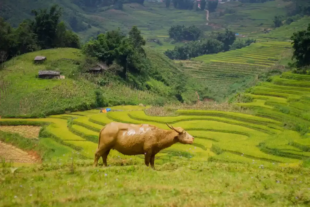 Buffle dans les paysages de Sapa