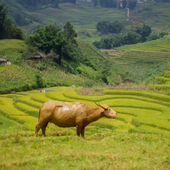 Buffle dans les paysages de Sapa