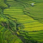 Vue aérienne des magnifiques rizières vertes de Sapa
