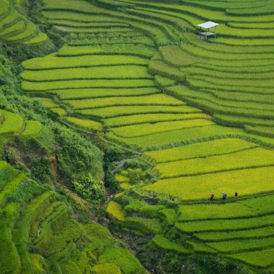 Vue aérienne des magnifiques rizières vertes de Sapa
