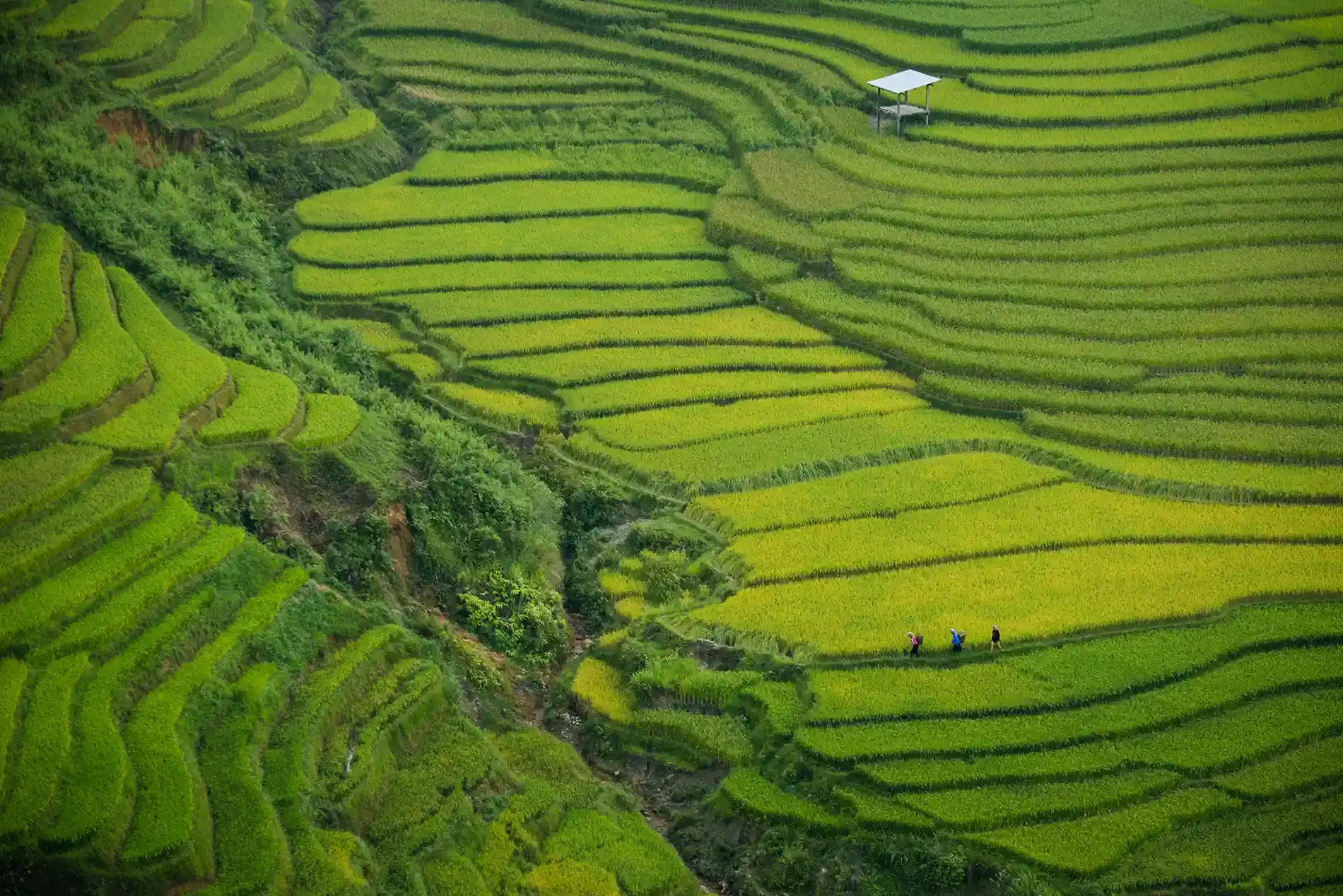 Vue aérienne des magnifiques rizières vertes de Sapa